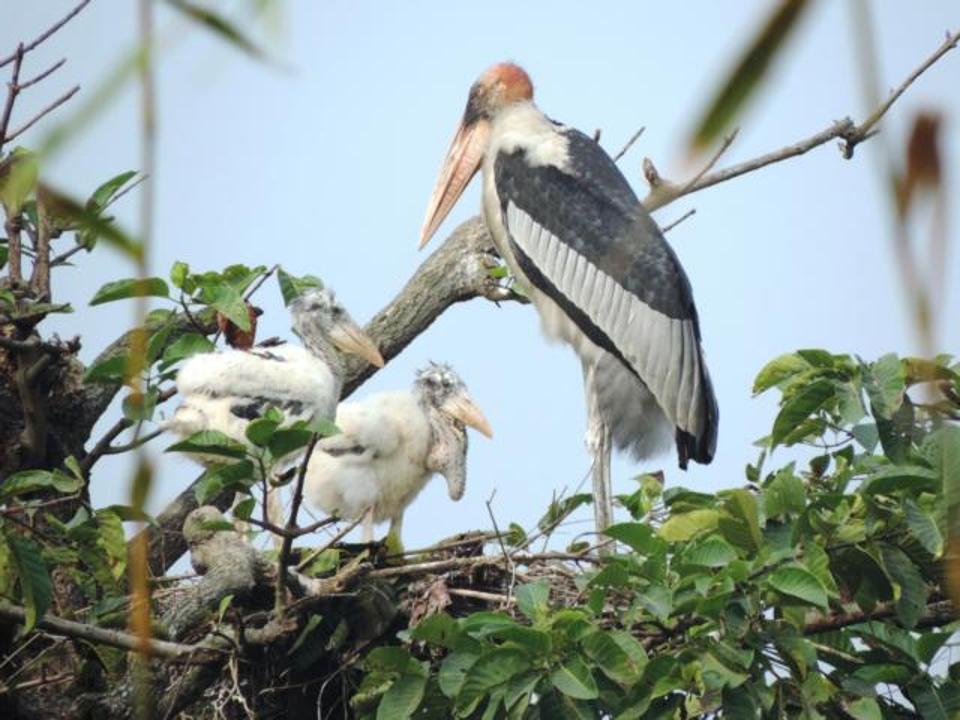 A greater adjutant nursing its chicks. The number of these storks in Assam has risen to over 800 in recent years.